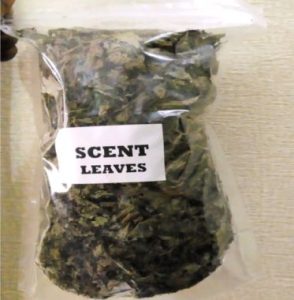 Scent Leaf